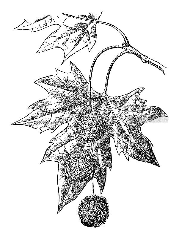 旧世界梧桐树或东方梧桐树(Platanus orientalis) -在白色背景上孤立的复古雕刻插图